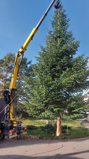 Die Tanne wird beim Alters- und Pflegeheim Rosenpark abtransportiert.