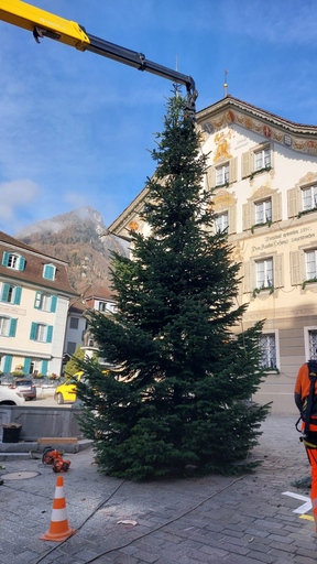 Die Tanne wird auf dem Rathausplatz errichtet.